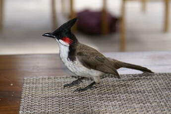 Bulbul orphée