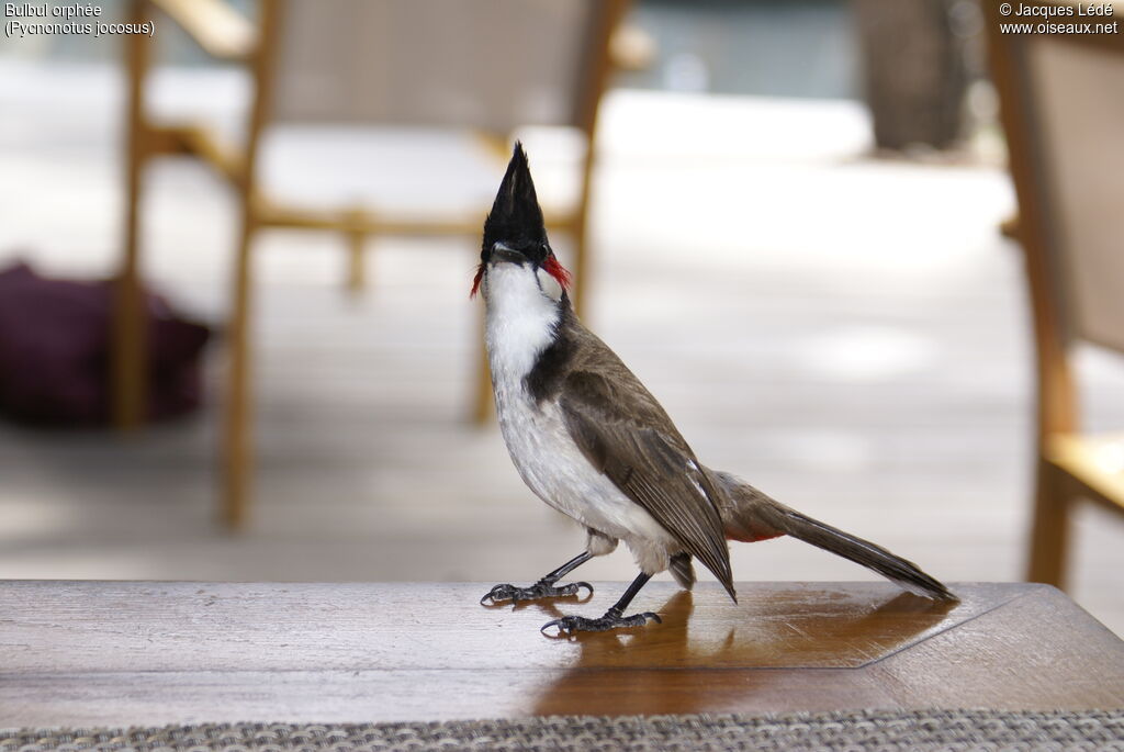 Bulbul orphée