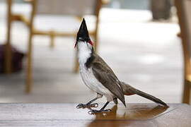 Red-whiskered Bulbul