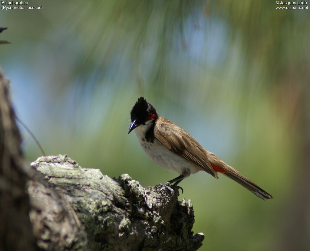 Red-whiskered Bulbul