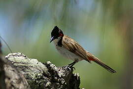 Bulbul orphée