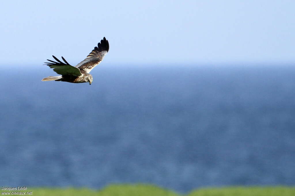 Western Marsh Harrier male, fishing/hunting