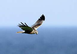 Western Marsh Harrier