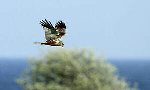 Western Marsh Harrier