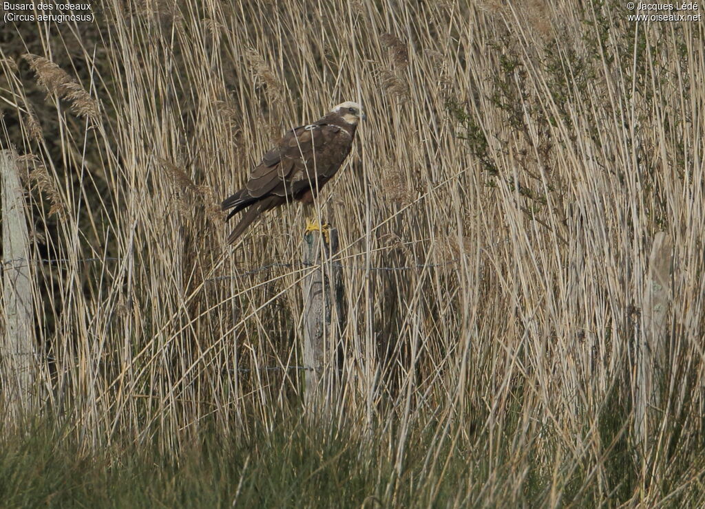 Western Marsh Harrier