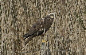 Western Marsh Harrier