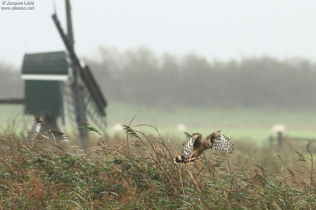 Hen Harrier