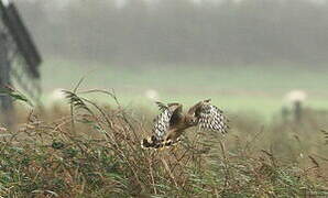 Hen Harrier