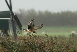 Hen Harrier