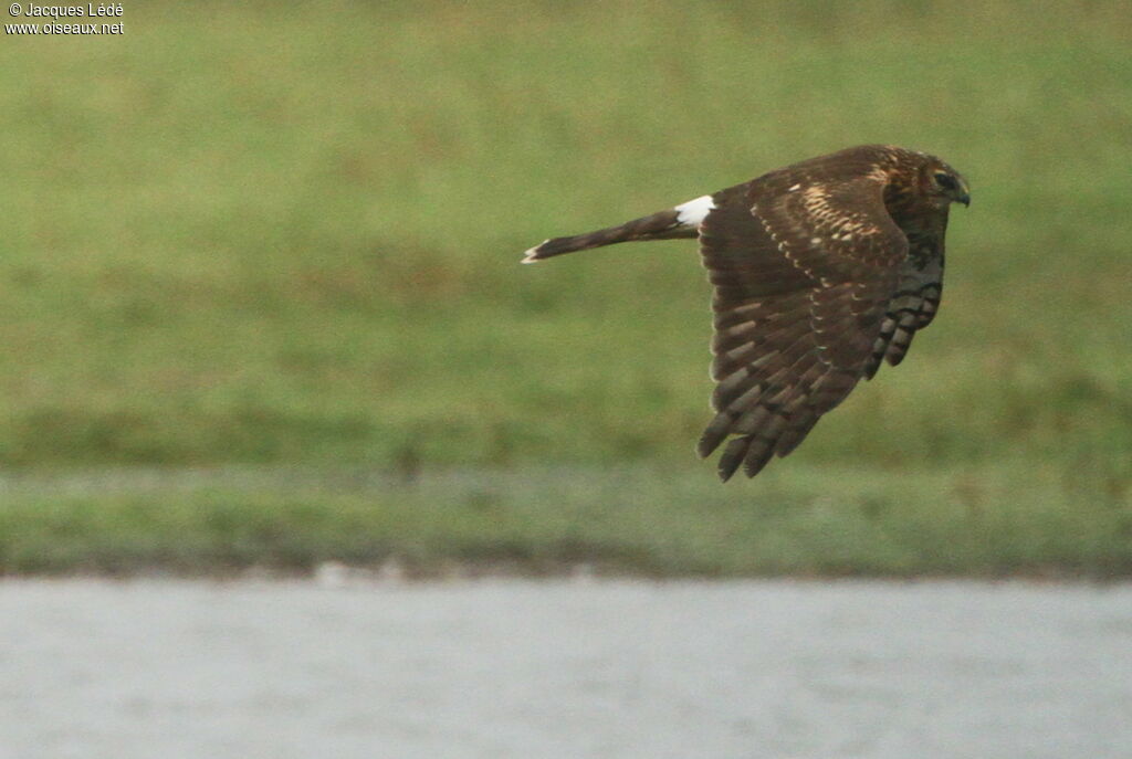 Hen Harrier