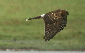 Hen Harrier