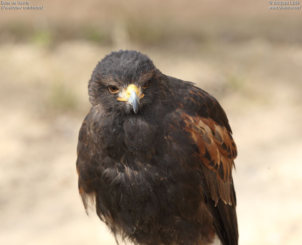 Harris's Hawk