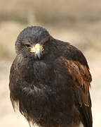 Harris's Hawk