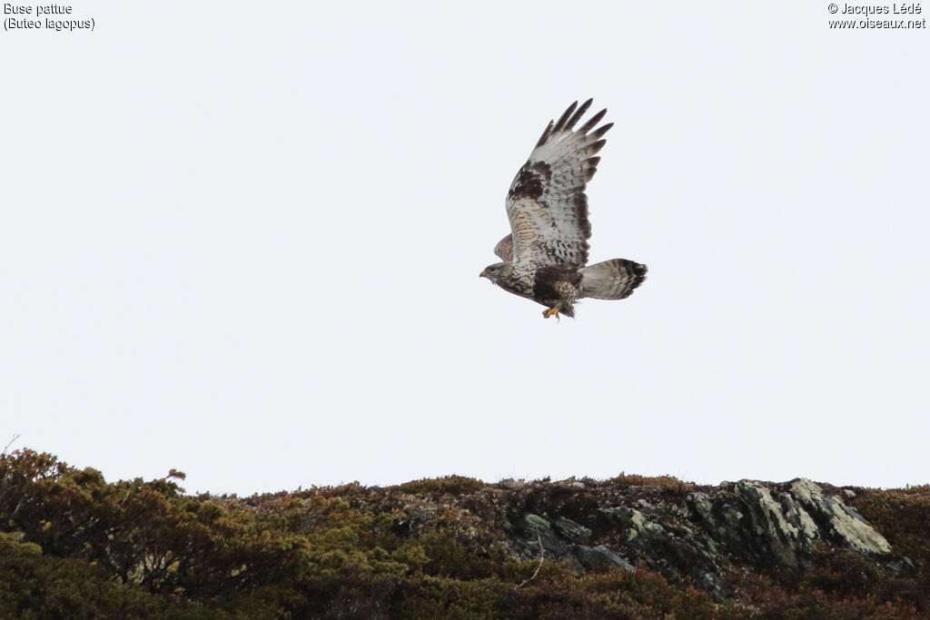 Rough-legged Buzzard