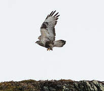 Rough-legged Buzzard