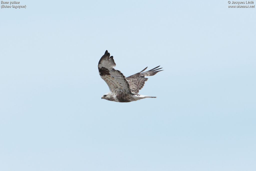 Rough-legged Buzzard