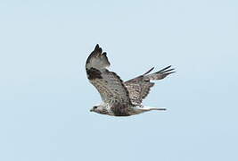 Rough-legged Buzzard