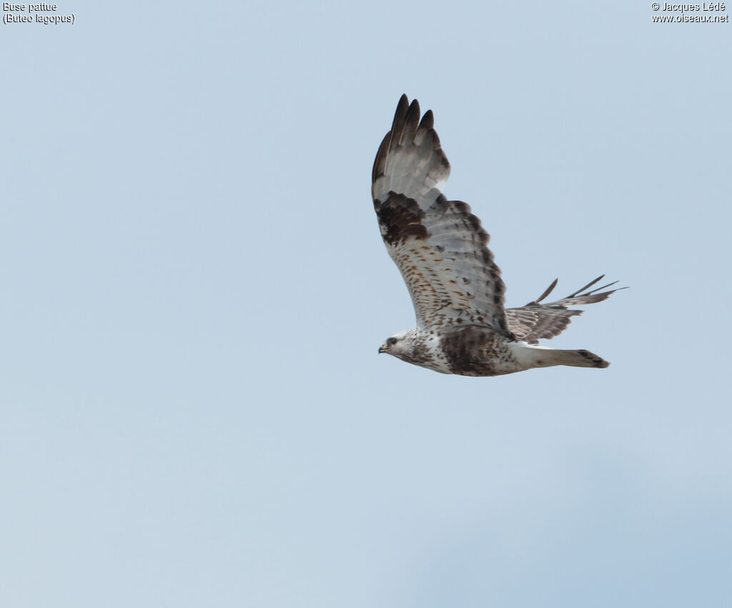 Rough-legged Buzzard