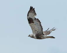 Rough-legged Buzzard