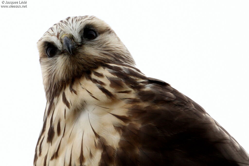 Rough-legged Buzzard