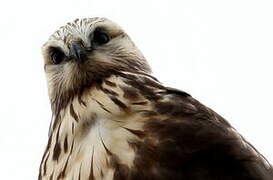 Rough-legged Buzzard