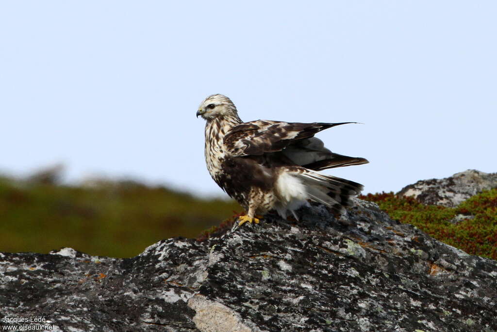 Rough-legged Buzzardjuvenile, identification