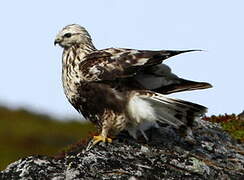 Rough-legged Buzzard