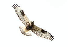 Rough-legged Buzzard