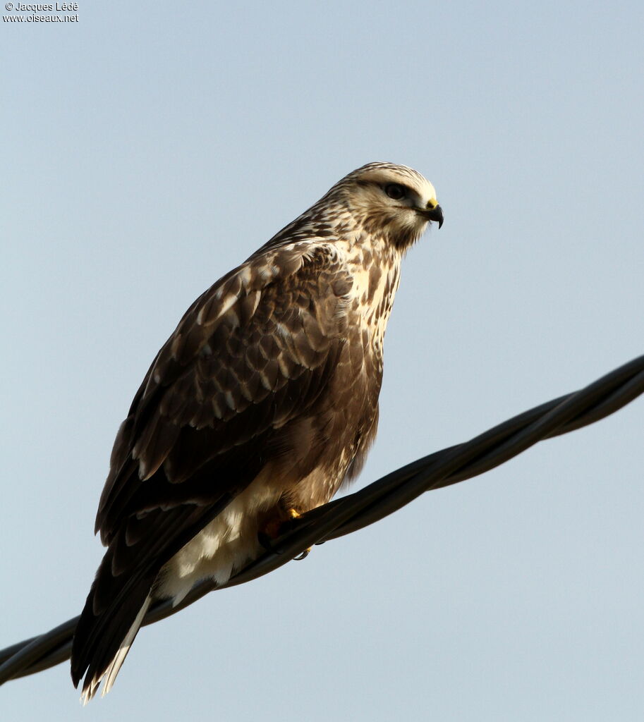 Rough-legged Buzzard