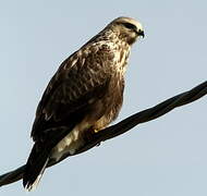 Rough-legged Buzzard