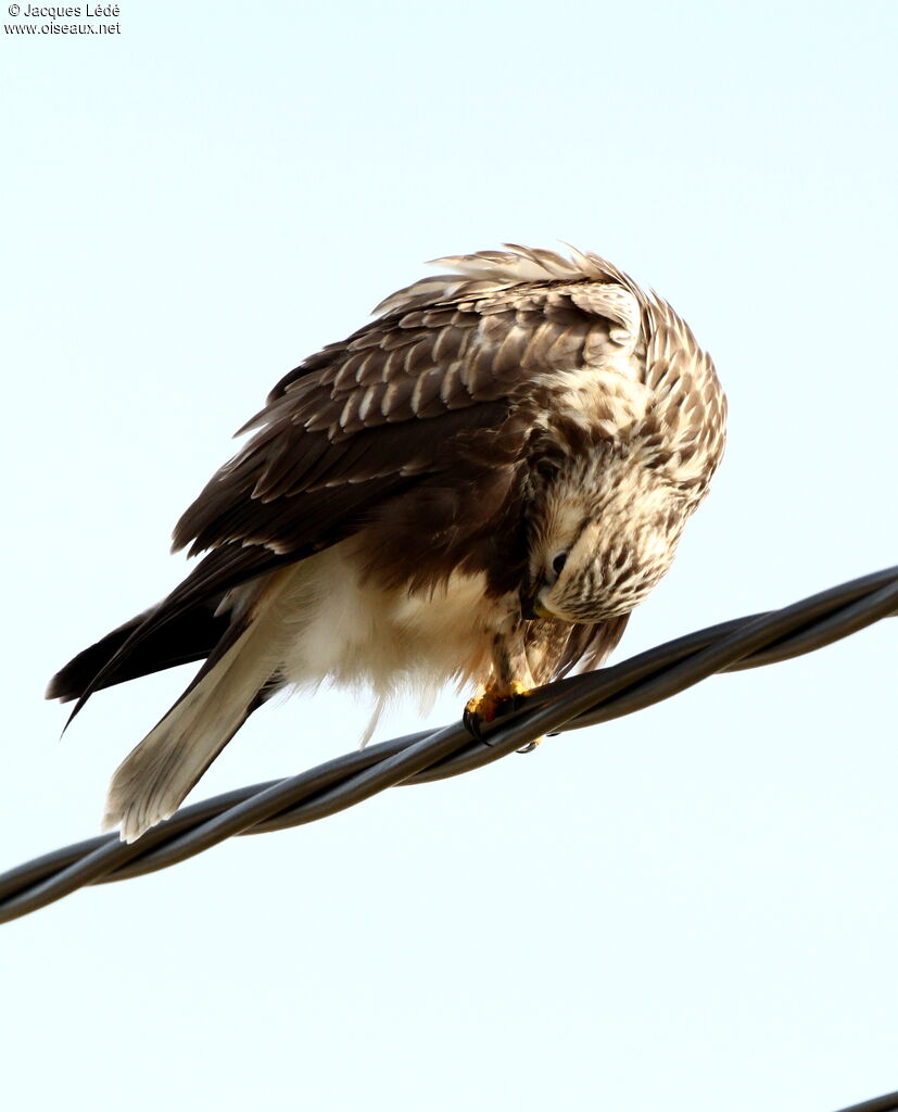 Rough-legged Buzzard