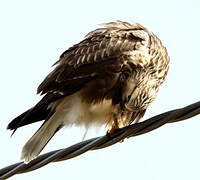 Rough-legged Buzzard