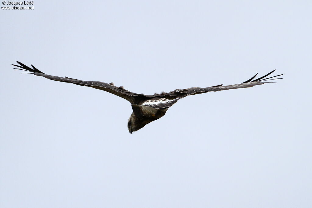 Rough-legged Buzzard