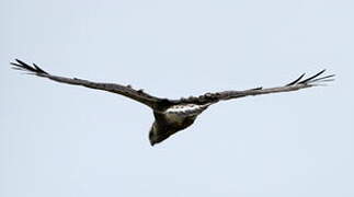 Rough-legged Buzzard