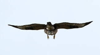 Rough-legged Buzzard