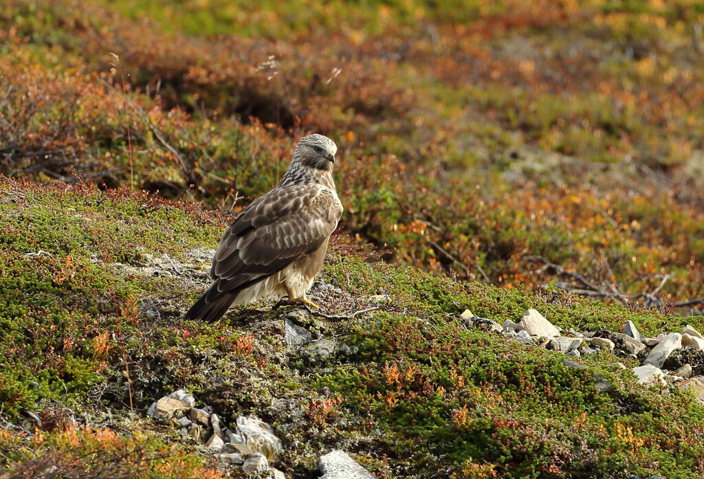 Rough-legged Buzzard