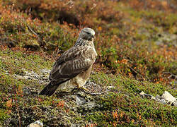 Rough-legged Buzzard