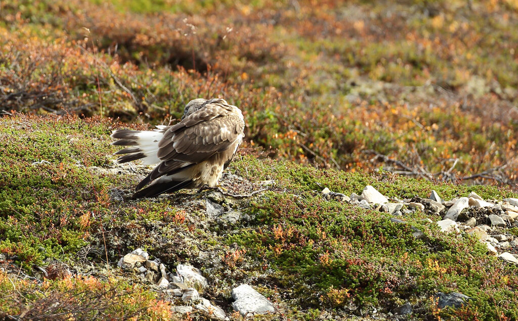 Rough-legged Buzzard