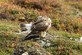 Rough-legged Buzzard