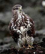 Common Buzzard