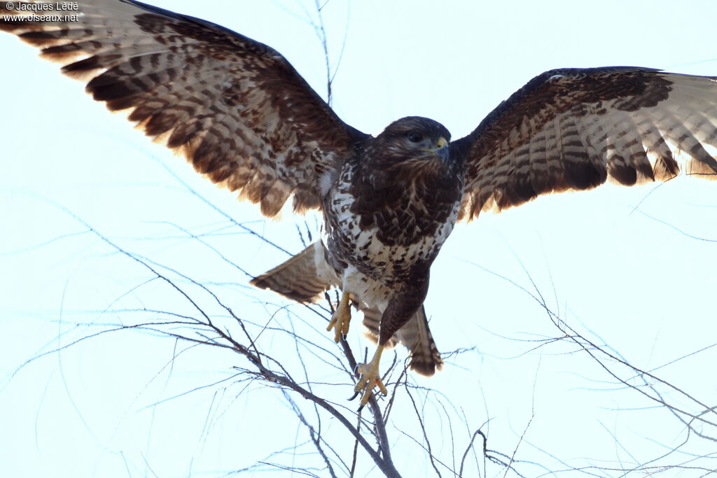 Buse variable