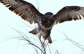 Common Buzzard