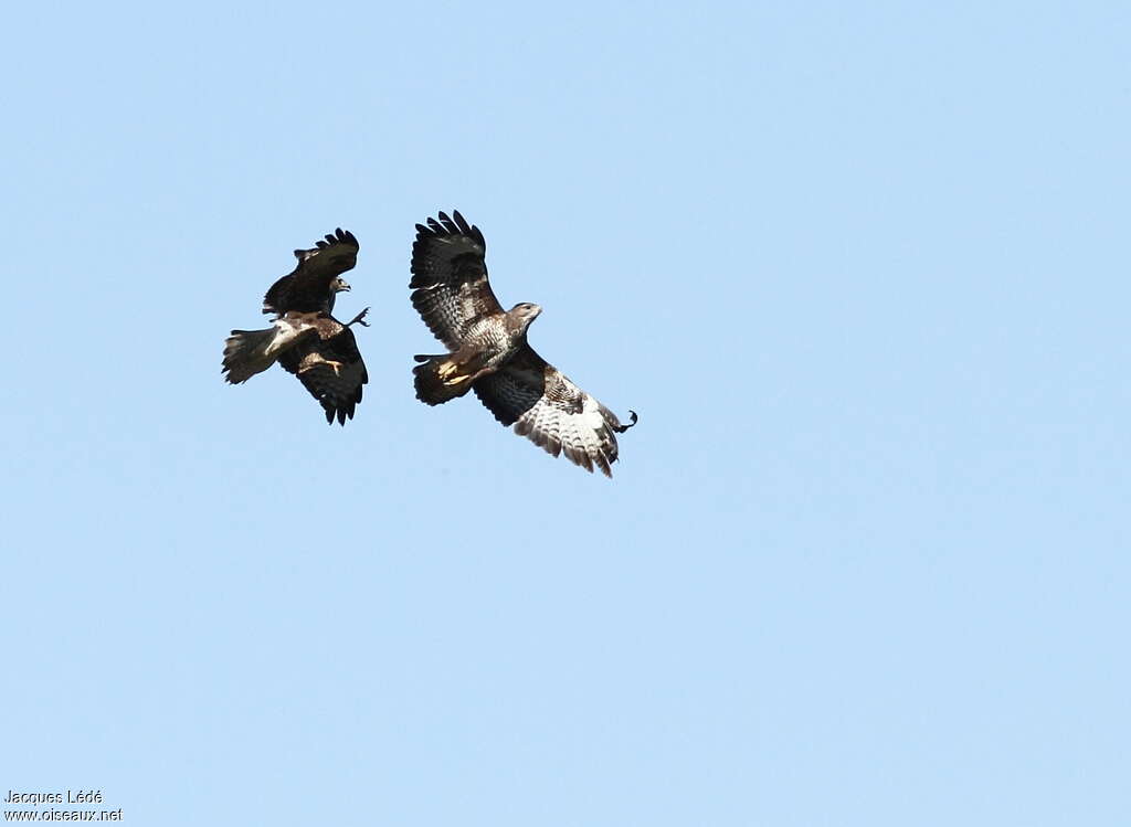 Common Buzzard, Flight, courting display