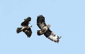 Common Buzzard