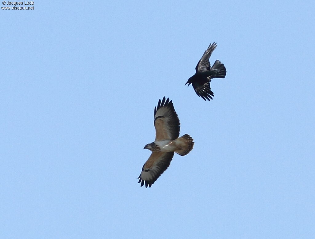 Common Buzzard