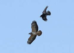 Common Buzzard