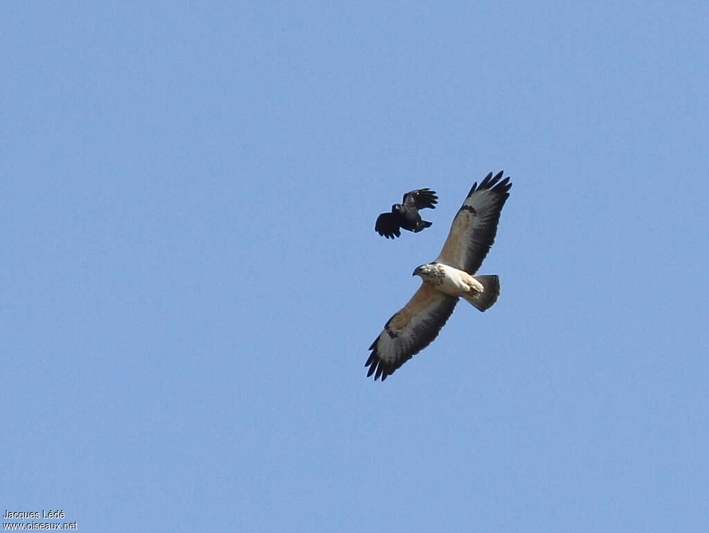 Common Buzzardjuvenile, Behaviour