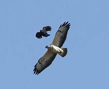 Common Buzzard