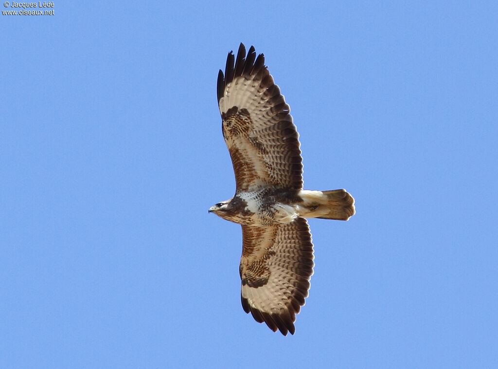 Buse variable