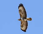 Buse variable